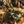 Load image into Gallery viewer, Chile Verde Tacos
